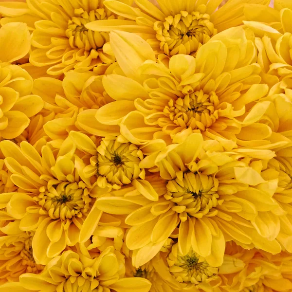 Fiori Crisantemo Giallo Sfondo Naturale — Foto Stock