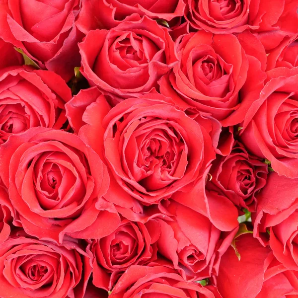 Sıcak Kırmızı Gül Çiçek Arka Plan — Stok fotoğraf