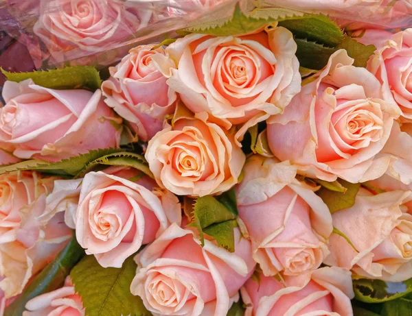 Rosas Rosadas Pálidas Coloridas Fondo Floral — Foto de Stock