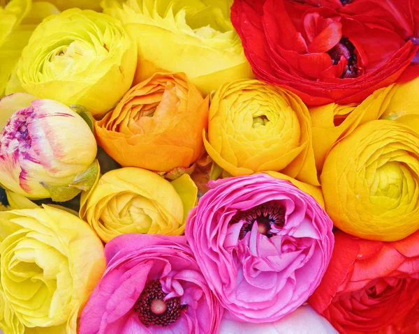 Különböző Virágok Színes Buttercup Felülnézet — Stock Fotó