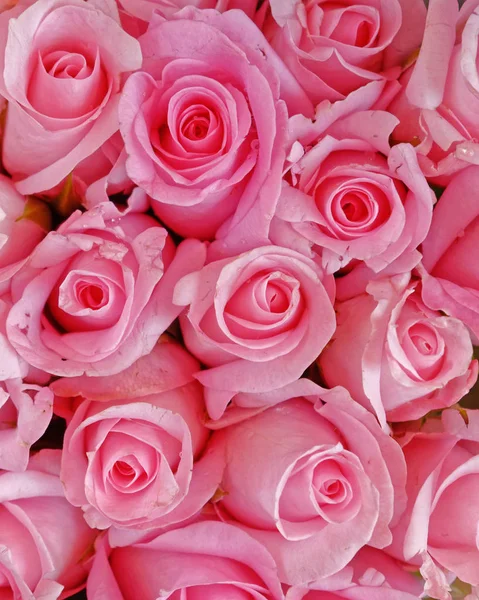彩色粉红色玫瑰花背景 — 图库照片#