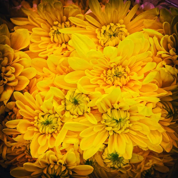 黄色菊花花 带有强烈的小插图黑色框架 — 图库照片
