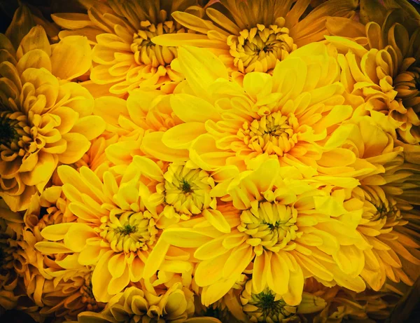 Yellow Chrysanthemum Flowers Strong Vignette Black Frame — Stock Photo, Image