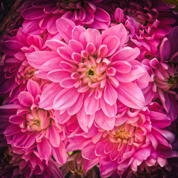Rosa Krysantemum Blommor Med Stark Vinjett Svart Ram — Stockfoto