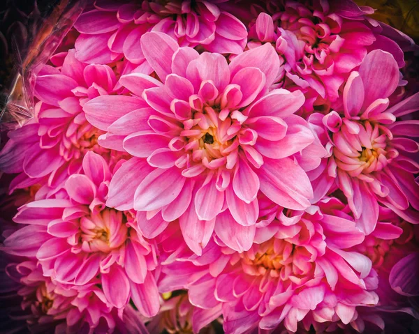 Rosa Krysantemum Blommor Med Stark Vinjett Svart Ram — Stockfoto