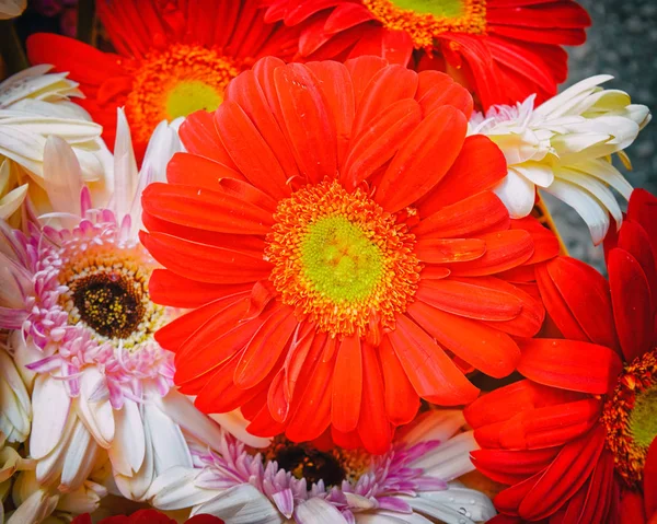 Marguerite Gerbeuse Rouge Isolée Entre Les Blancs Forte Vignettage — Photo