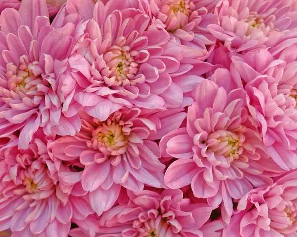 Flores Crisântemo Rosa Fundo Natural — Fotografia de Stock