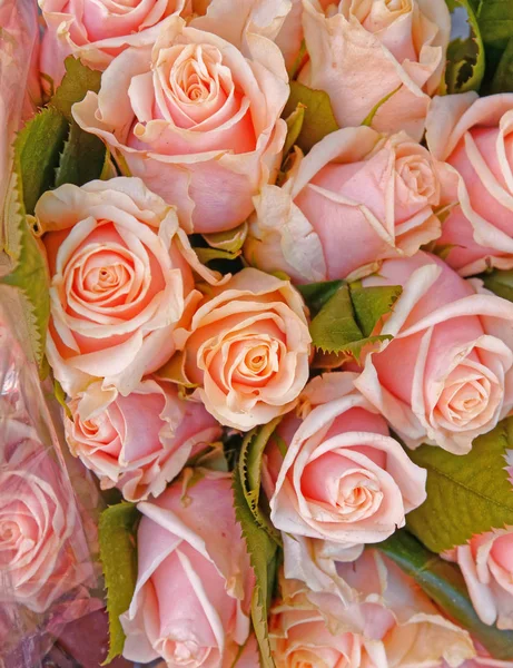 Colorful Pale Pink Roses Floral Background — Stock Photo, Image