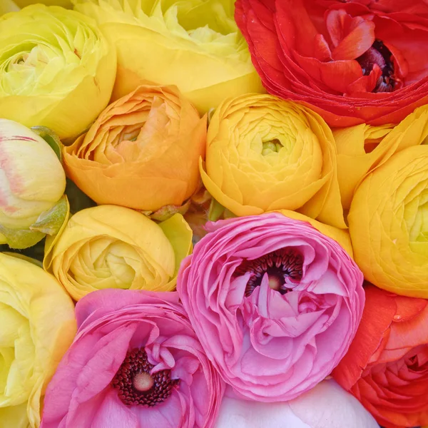 Verscheidenheid Van Kleurrijke Buttercup Bloemen Top Uitzicht — Stockfoto