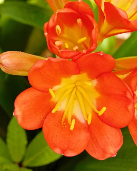 Cespuglio Lilly Fiori Primo Piano Giardino — Foto Stock