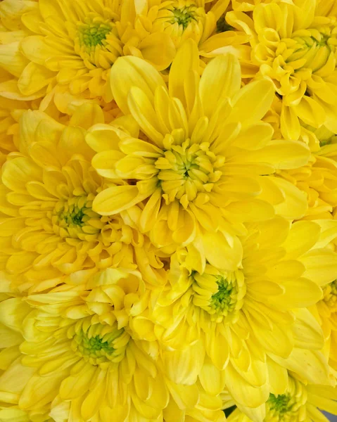 Chrysanthèmes Jaunes Colorés Vue Dessus Fond Naturel Sans Couture — Photo