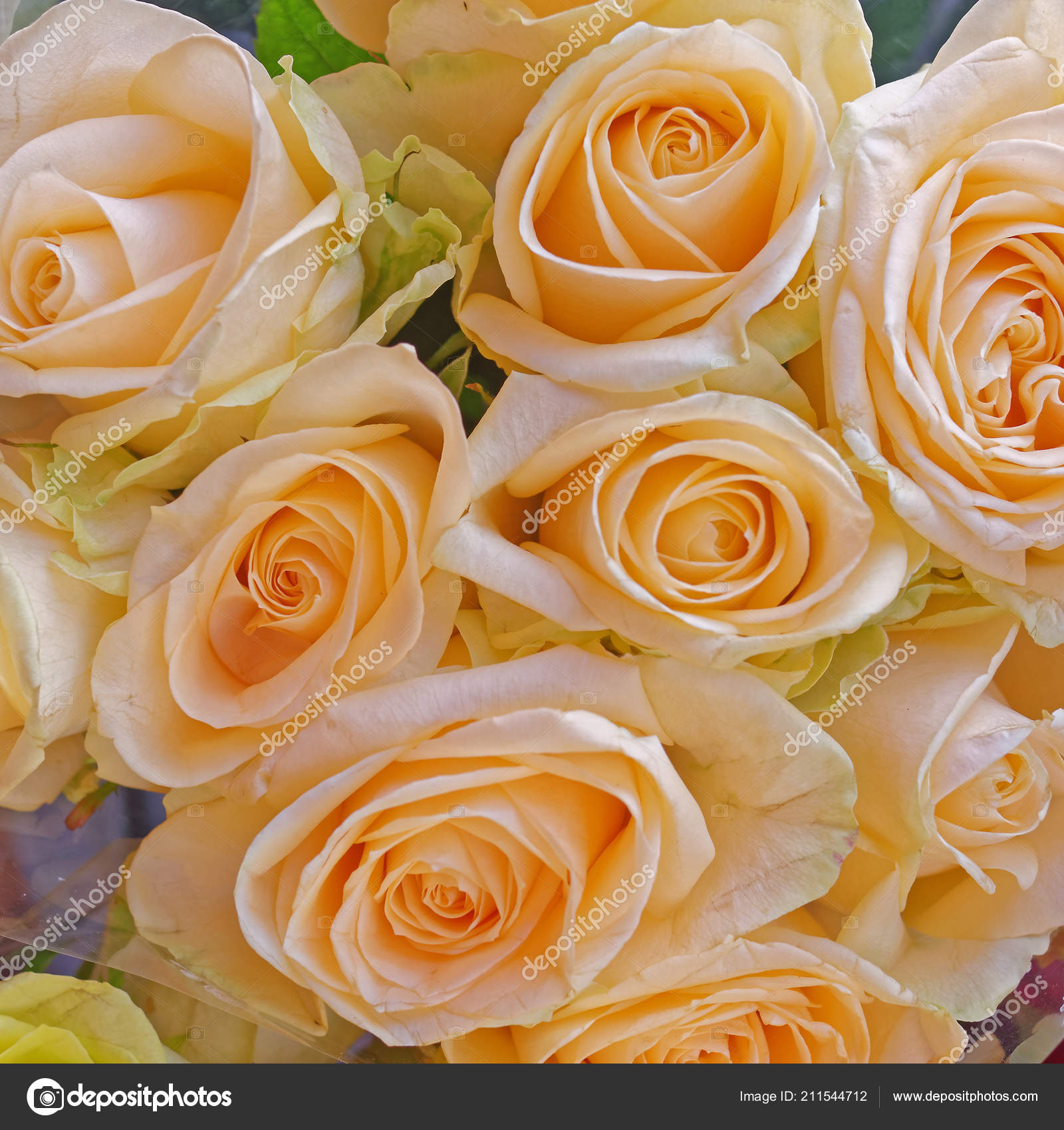 Pale Orange Rose Flowers Natural Background Stock Photo