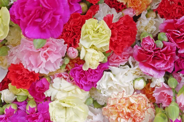 Різноманітні Квіти Гвоздик Барвистий Фон — стокове фото