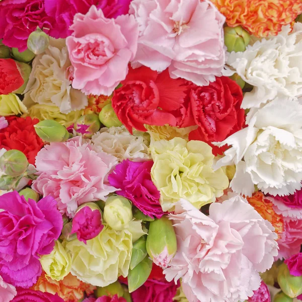 Various Carnation Flowers Colorful Background — Stock Photo, Image