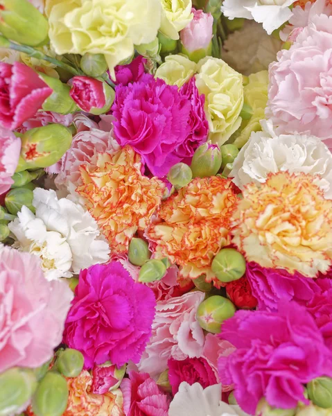 Verschiedene Nelkenblumen Farbenfroher Hintergrund — Stockfoto