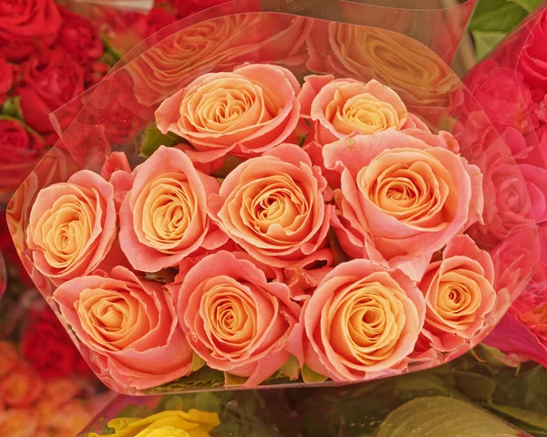 Orange Rose Flowers Natural Background — Stock Photo, Image