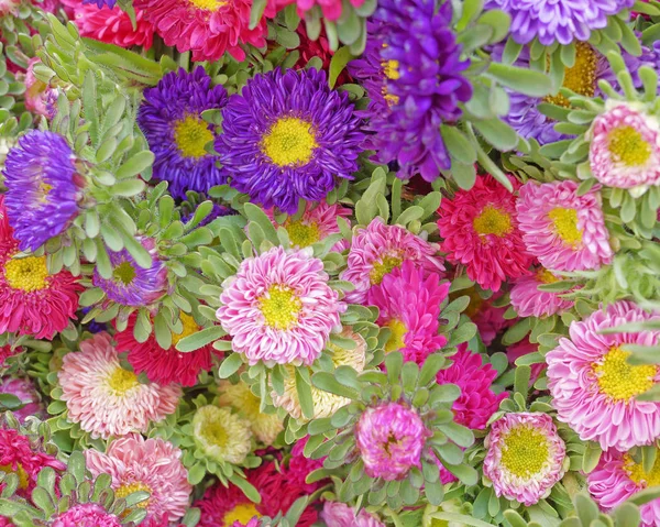 Variété Petites Fleurs Chrysanthème Fond Coloré — Photo