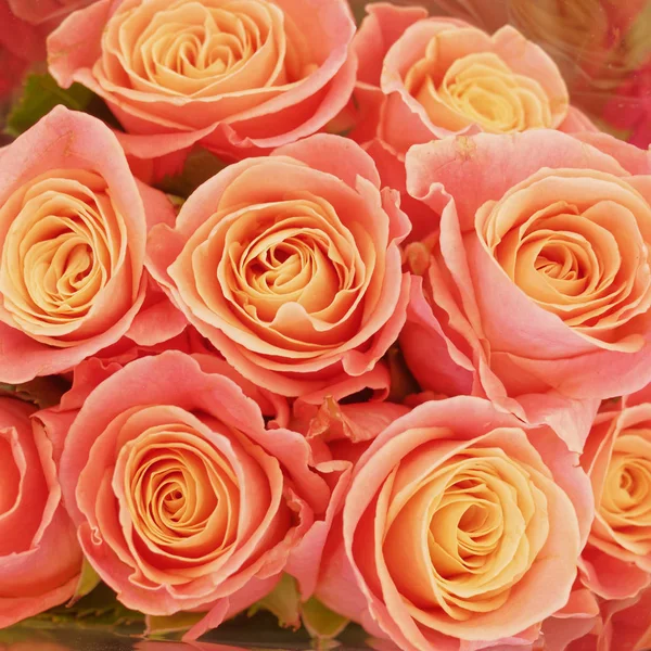 Orange Rose Flowers Natural Background — Stock Photo, Image