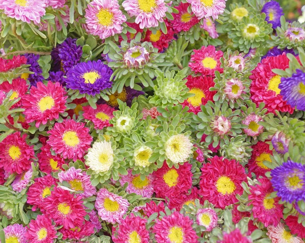 Variedad Pequeñas Flores Crisantemo Fondo Colorido — Foto de Stock