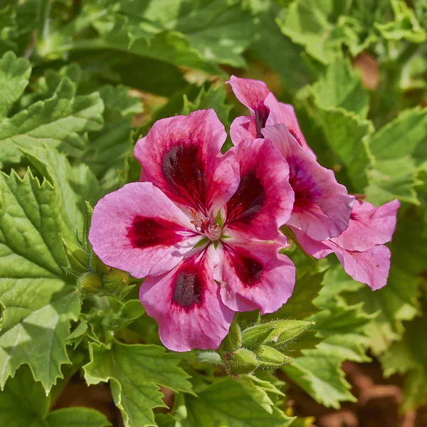 Rosa Pelargoner Blommor Closeup — Stockfoto
