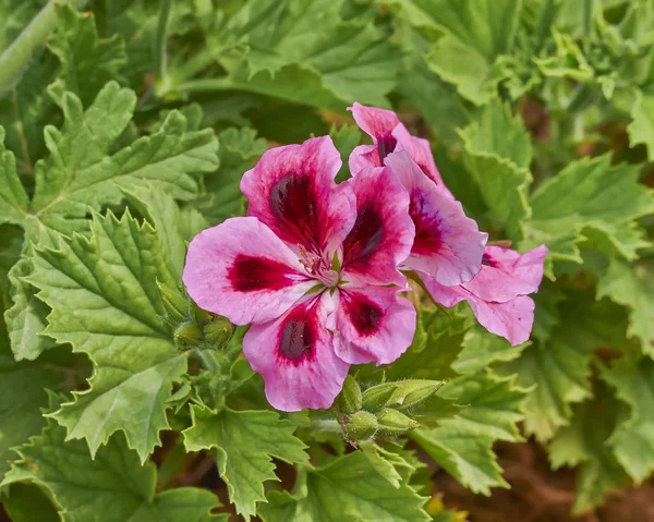 Rosa Pelargoner Blommor Closeup — Stockfoto