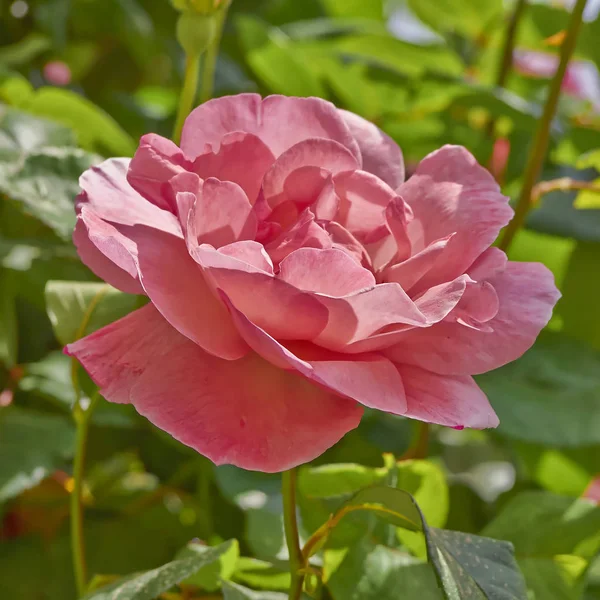Růžová Růže Květ Záběr Zahradě — Stock fotografie