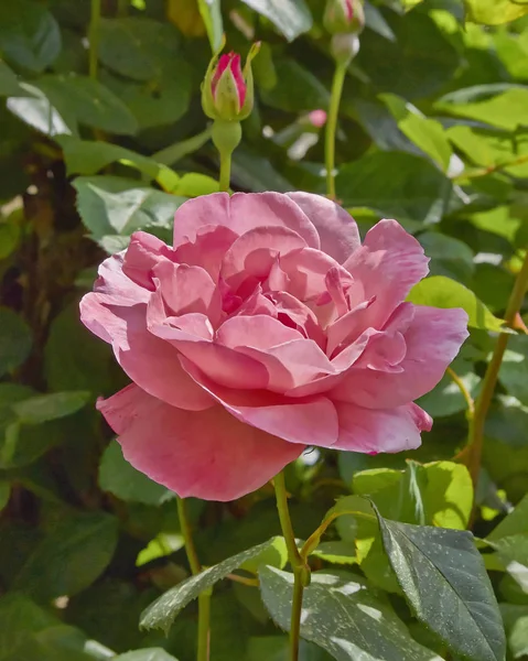 Ροζ Λουλούδι Τριαντάφυλλο Closeup Στον Κήπο — Φωτογραφία Αρχείου