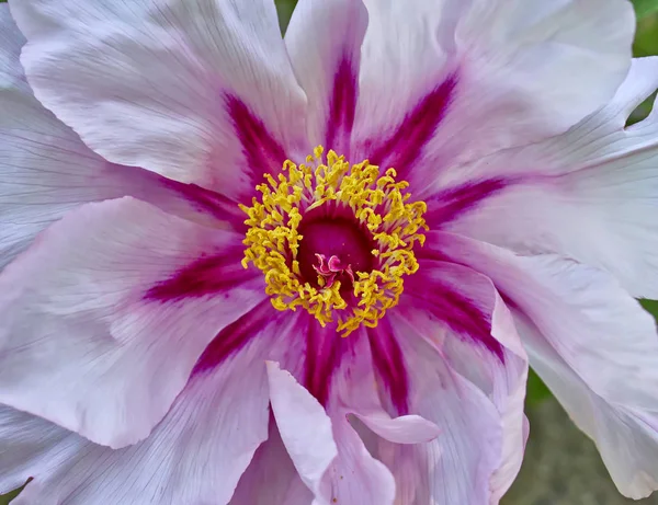 Vibrante Rosa Peônia Flor Closeup Fundo Natural — Fotografia de Stock