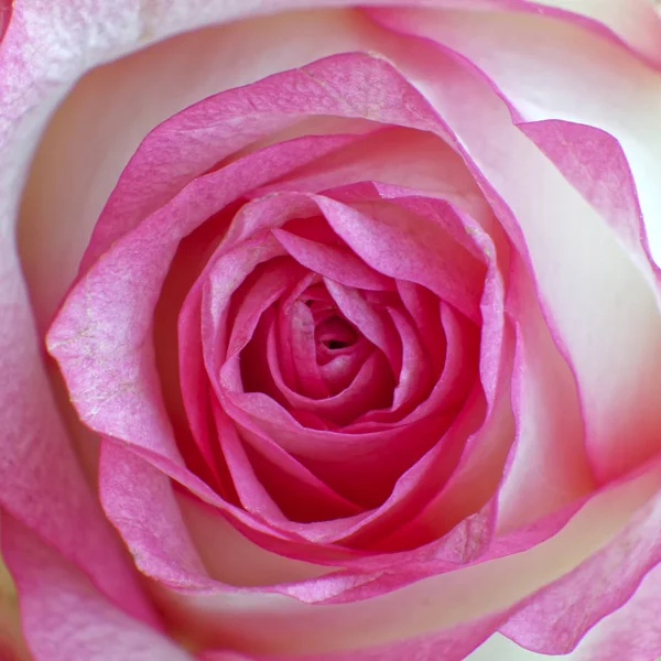 Kolorowe Różowy Biały Róża Zbliżenie — Zdjęcie stockowe