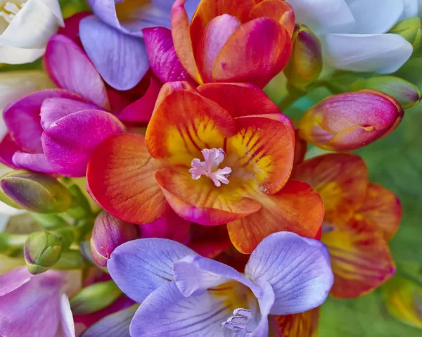 Kolorowe Frezje Zbliżenie Kwiatowy Tło — Zdjęcie stockowe