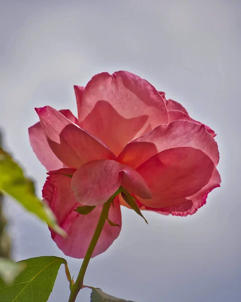Rosa Rosa Flor Primer Plano Jardín — Foto de Stock