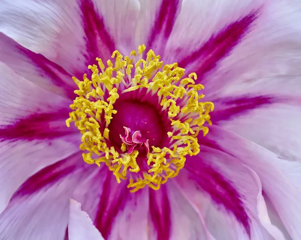 Vibrerande Rosa Pion Blomma Närbild Naturlig Bakgrund — Stockfoto