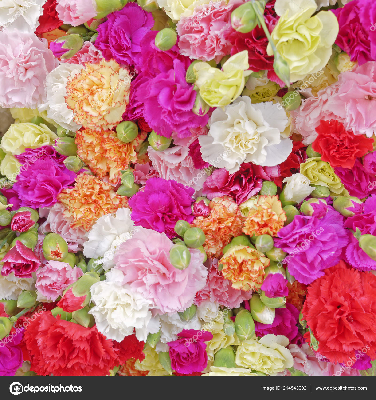 Various Carnation Flowers Colorful Background Stock Photo Image By C Dimitriosp Various Carnation Flowers Colorful Background Stock Photo Image By C Dimitriosp