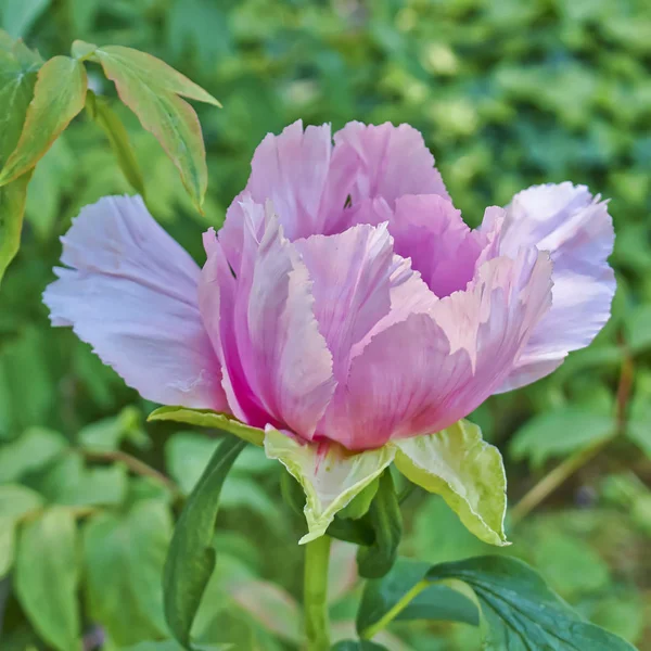 Fleur Pivoine Rose Simple Gros Plan Dans Jardin — Photo