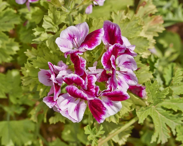 庭のピンクのゼラニウムの花のクローズ アップ — ストック写真