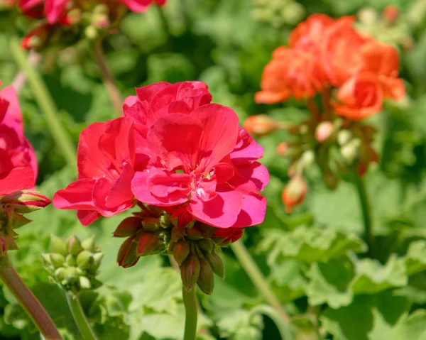 Bunte Rote Geranienblüten Garten — Stockfoto