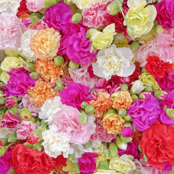 Różnych Kwiatów Goździk Kolorowe Tło — Zdjęcie stockowe