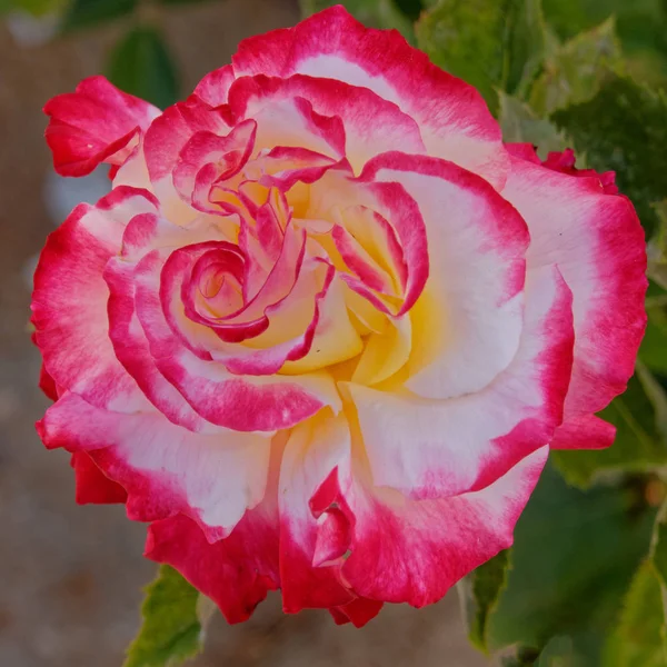 庭にカラフルなバラの花 — ストック写真
