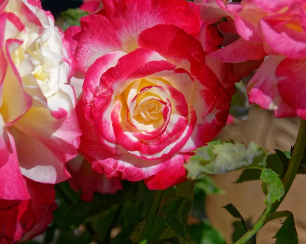 Flor Rosa Colores Jardín — Foto de Stock