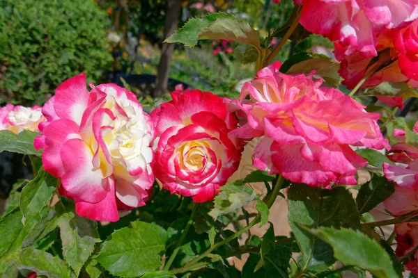 Tre Färgglada Ros Blommor Trädgården — Stockfoto