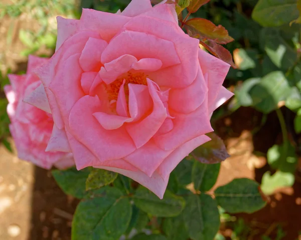 Rosa Ros Blomma Trädgården Översta Vyn — Stockfoto