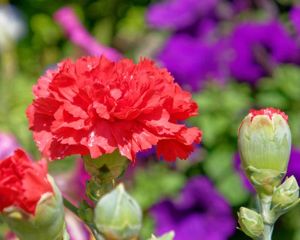 五颜六色的红色康乃馨花在庭院里 — 图库照片