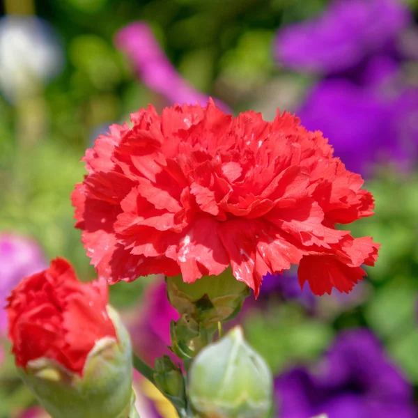 Πολύχρωμο Κόκκινο Γαρύφαλλο Λουλούδι Στον Κήπο — Φωτογραφία Αρχείου