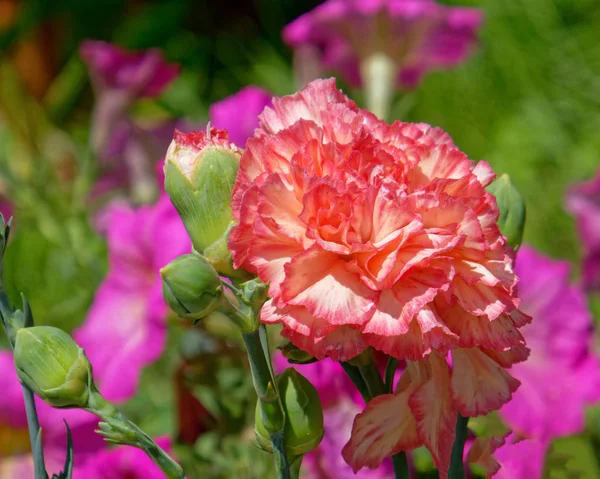 庭でカラフルなオレンジ色のカーネーションの花 — ストック写真