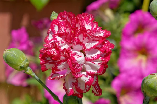 Kolorowy Czerwony Biały Goździk Kwiat Ogrodzie — Zdjęcie stockowe