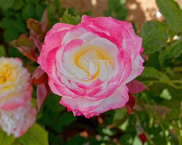 庭にカラフルなバラの花 — ストック写真