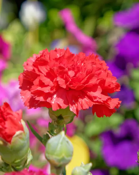 Πολύχρωμο Κόκκινο Γαρύφαλλο Λουλούδι Στον Κήπο — Φωτογραφία Αρχείου