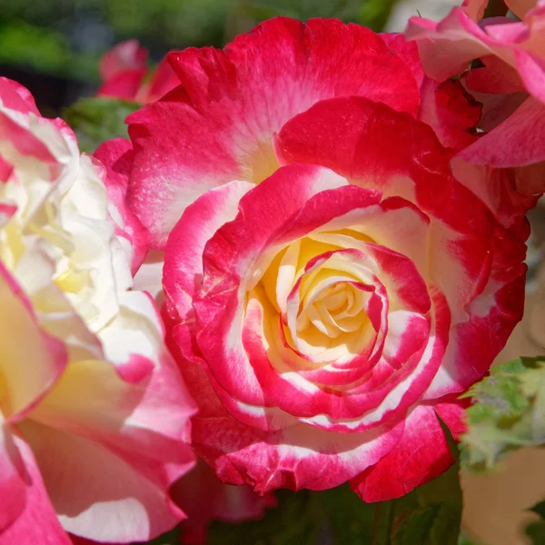 Flor Rosa Colores Jardín — Foto de Stock