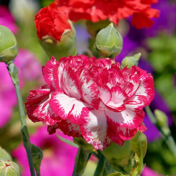 Färgglada Röd Vit Nejlika Blomma Trädgården — Stockfoto