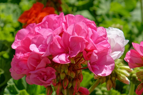 Lila Rosa Pelargon Blommor Trädgården — Stockfoto